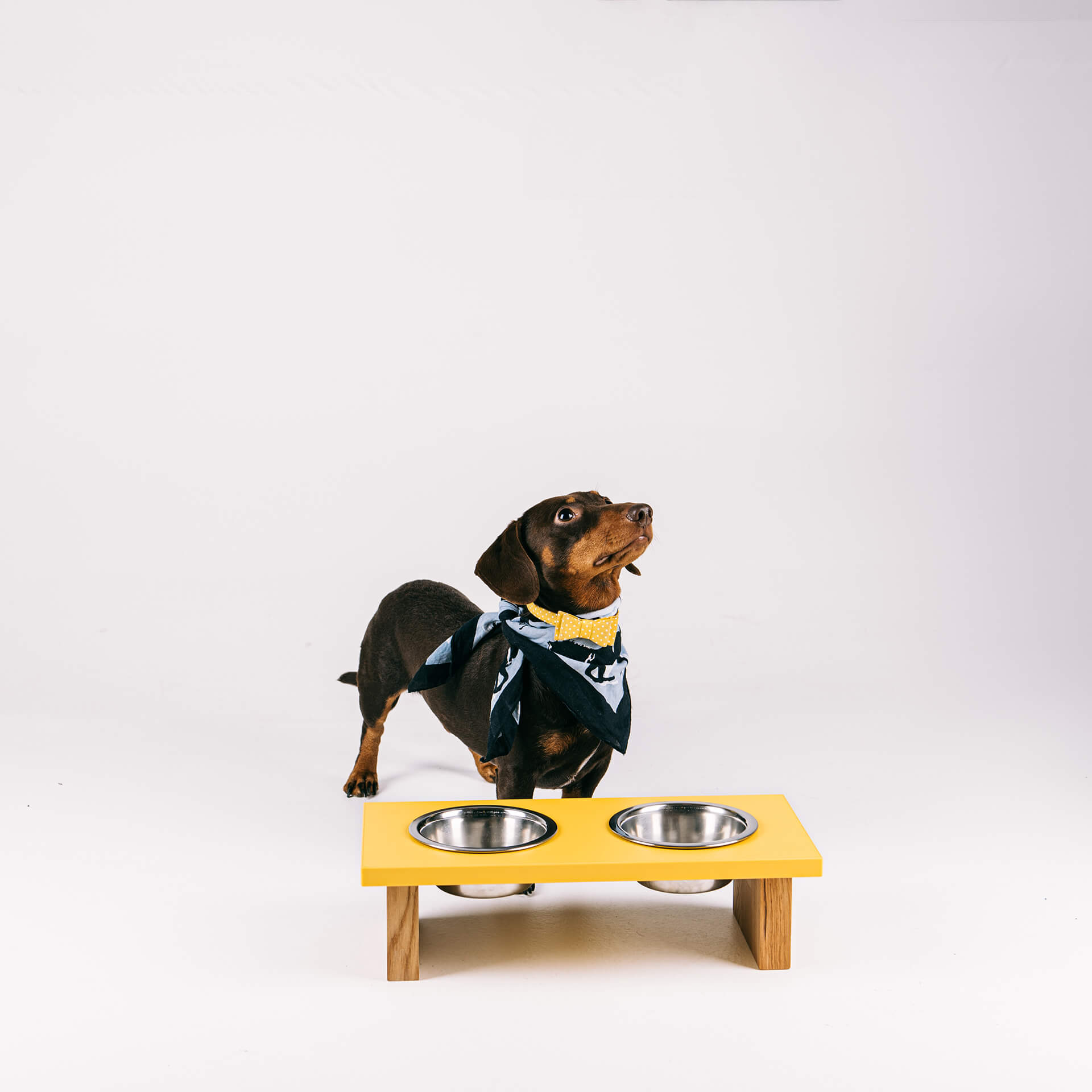 🐶 Prečo by mal mať váš pes vyvýšené misky?